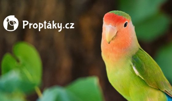 „PPC reklamy mě se*ou, budujte web na obsahu”, říká majitel ProPtáky.cz „PPC reklamy mě se*ou, budujte web na obsahu”, říká majitel ProPtáky.cz